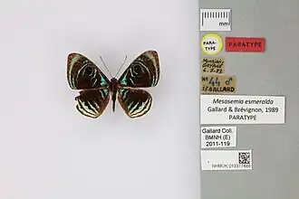 Mesosemia esmeralda