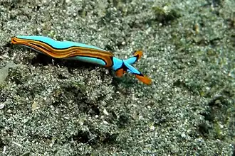 Thuridilla lineolata