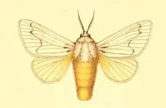 Parasa pallida