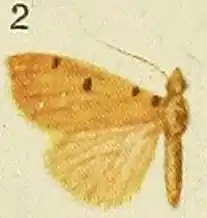 Notarcha obrinusalis