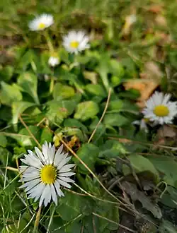 Madeliefje (Bellis perennis)