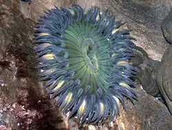 Zeeanemoon in Tidal Pool, Shell Beach, Californië