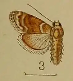 Celama mesotherma