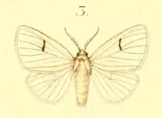 Leucoma parva