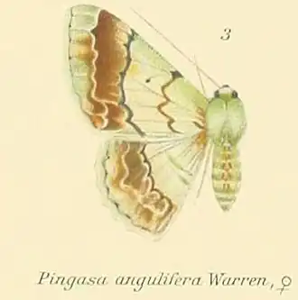 Pingasa angulifera