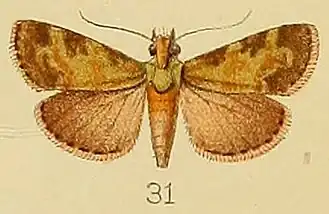 Stericta subviridalis