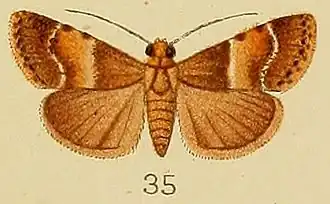 Orthaga fuscofascialis