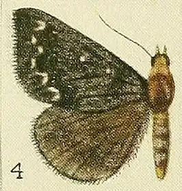 Calesia othello
