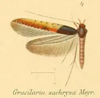 Caloptilia zachrysa