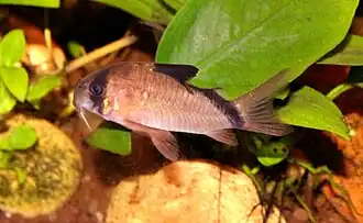 Corydoras metae
