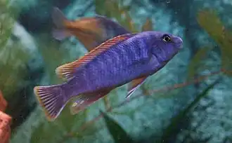 Labeotropheus fuelleborni