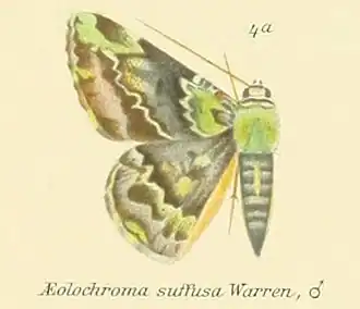 Aeolochroma albifusaria
