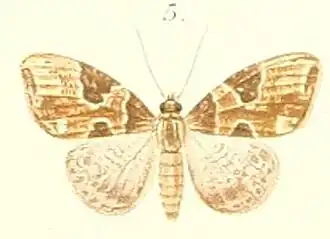 Ecliptopera sagittatoides