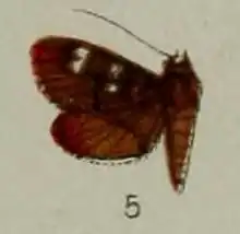 Tabidia truncatalis