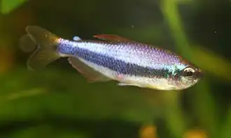 Inpaichthys kerri