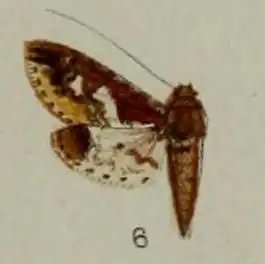 Eurrhyparodes syllepidia