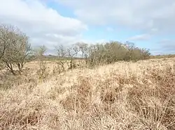 Wilgen markeren de loop van de Élorn vlakbij de bron.