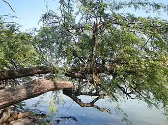 Vachellia farnesiana