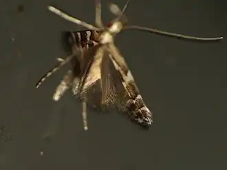 Acrocercops astericola