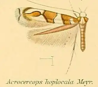 Acrocercops hoplocala