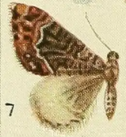 Xanthorhoe trientata