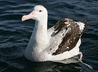 Grote albatros