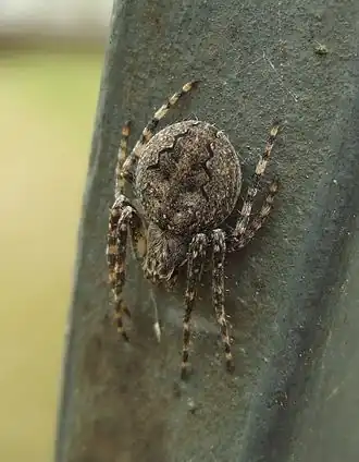 Larinioides ixobolus