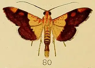 Agrotera semipictalis