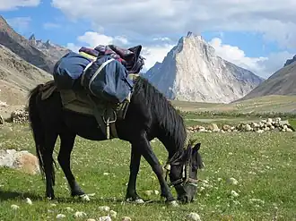 Bepakt pakpaard op een bergweide