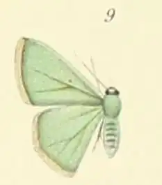 Prasinocyma bifimbriata