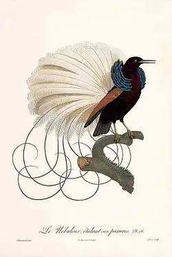 Myserieuze paradijsvogel, mogelijk de twaalfdradige paradijshop