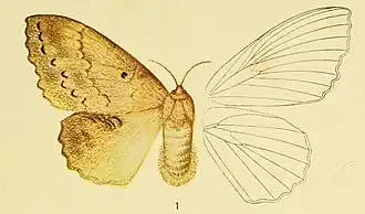 Philotherma spargata
