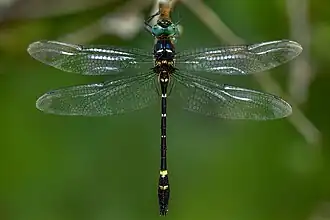 Macromia irata