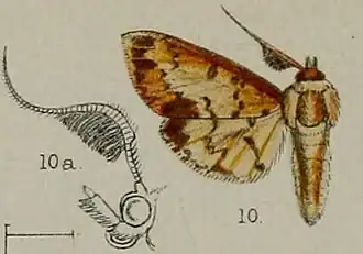 Syllepte plumifera