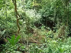 Tropisch woud in Nationaal Park Tayrona.