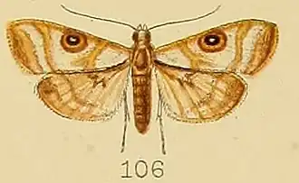 Dysallacta