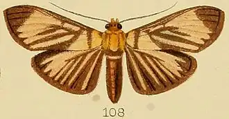 Tyspanodes radiata