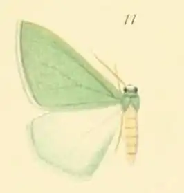 Hemistola semialbida
