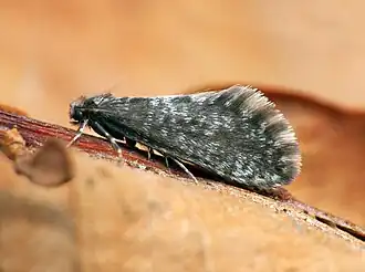 Dahlica inconspicuella