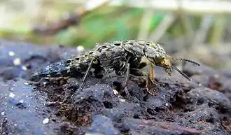 Ontholestes tessellatus