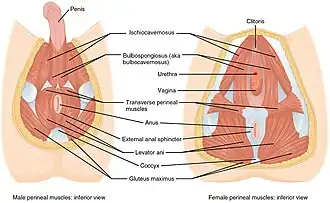Perineum van man en vrouw