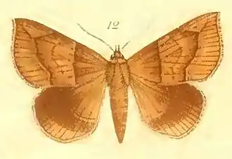 Dysgonia pudica