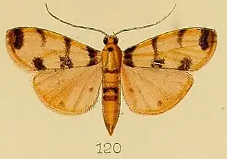 Dichocrocis pardalis