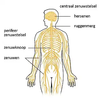 Het centrale zenuwstelsel bestaande uit de hersenen en het ruggenmerg