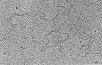 Enkele losse DNA-fragmenten, geïsoleerd uit een dubbelstrengs DNA-virus