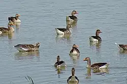 Grauwe ganzen in de Kolk van Dussen