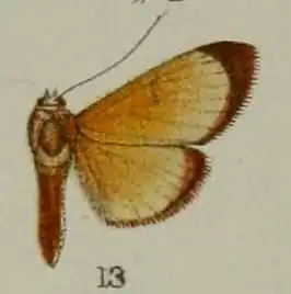 Syllepte solilucis
