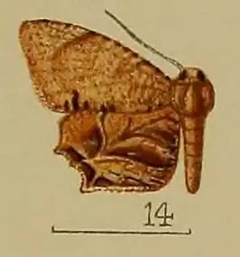 Epiplema fulvihamata