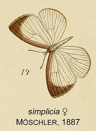 Liptena simplicia