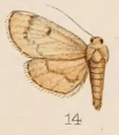 Rehimena hypostictalis